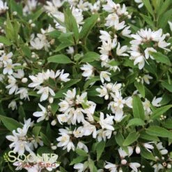 NIKKO SLENDER DEUTZIA 8 NIKKO SLENDER DEUTZIA -Happy Planter Shop DETA5 1581
