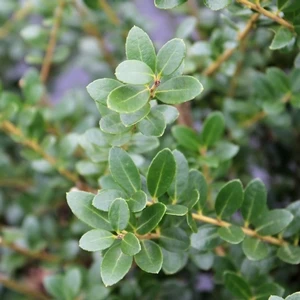 STEED'S JAPANESE HOLLY 1 STEED'S JAPANESE HOLLY