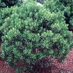 SHAMROCK COMPACT INKBERRY -Happy Planter Shop DETA5 1592