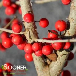 WARREN'S RED POSSUMHAW HOLLY -Happy Planter Shop DETA5 1598