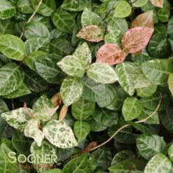 SNOW N SUMMER™ ASIATIC JASMINE -Happy Planter Shop DETA5 1620