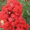 RED ROCKET® CRAPEMYRTLE