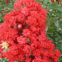 RED ROCKET® CRAPEMYRTLE
