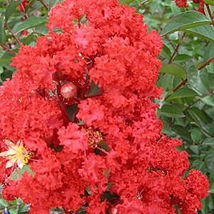 RED ROCKET® CRAPEMYRTLE 1 RED ROCKET® CRAPEMYRTLE