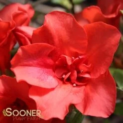 AUTUMN EMBERS® ENCORE® AZALEA -Happy Planter Shop DETA5 181
