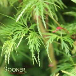 SEIRYU UPRIGHT JAPANESE MAPLE 13 SEIRYU UPRIGHT JAPANESE MAPLE -Happy Planter Shop DETA5 1875