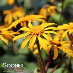 OTHELLO GOLDEN RAY -Happy Planter Shop DETA5 1919