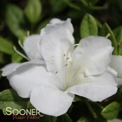 BLOOM-A-THON® WHITE AZALEA 6 BLOOM-A-THON® WHITE AZALEA -Happy Planter Shop DETA5 2244