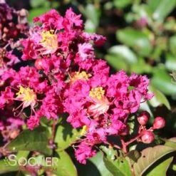 BERRY DAZZLE® CRAPEMYRTLE -Happy Planter Shop DETA5 2259