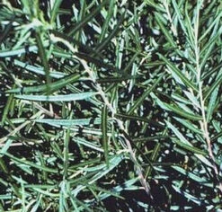 DWARF BLUE ARCTIC WILLOW