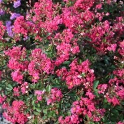 STRAWBERRY DAZZLE® CRAPEMYRTLE -Happy Planter Shop DETA5 2686