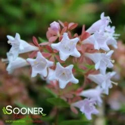 RASPBERRY PROFUSION™ ABELIA -Happy Planter Shop DETA5 2716