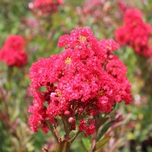 ENDURING SUMMER™ RED CRAPEMYRTLE 2 ENDURING SUMMER™ RED CRAPEMYRTLE - Image 2