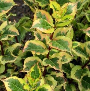 RAINBOW SENSATION™ WEIGELA 2 RAINBOW SENSATION™ WEIGELA - Image 2