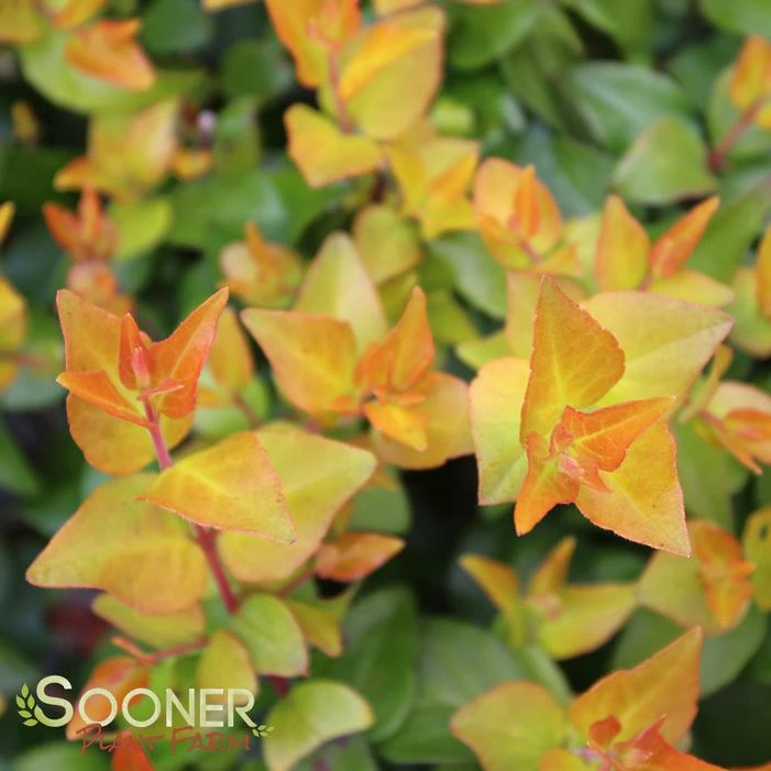 ETERNAL SUNSHINE™ ABELIA 2 ETERNAL SUNSHINE™ ABELIA - Image 2