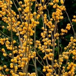 BERRY HEAVY® GOLD WINTERBERRY HOLLY -Happy Planter Shop DETA5 3040