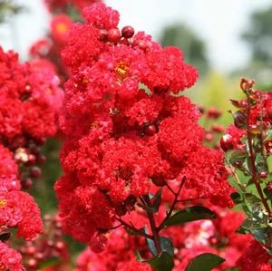 RUFFLED RED MAGIC™ CRAPEMYRTLE 1 RUFFLED RED MAGIC™ CRAPEMYRTLE