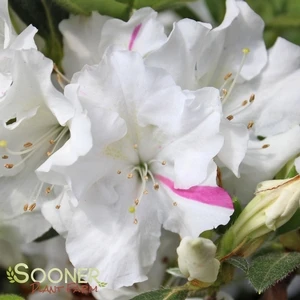 AUTUMN LILY® ENCORE® AZALEA 2 AUTUMN LILY® ENCORE® AZALEA - Image 2