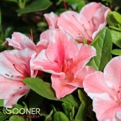 AUTUMN SUNBURST® ENCORE® AZALEA 5 AUTUMN SUNBURST® ENCORE® AZALEA -Happy Planter Shop DETA5 3309