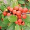 LITTLE GOBLIN® ORANGE WINTERBERRY HOLLY