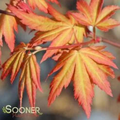 Featured Products 12 ORANGE DREAM UPRIGHT JAPANESE MAPLE