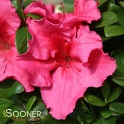 BLOOM-A-THON® HOT PINK AZALEA -Happy Planter Shop DETA5 3448