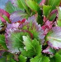 NOVA⢠FLAME MUKGENIA