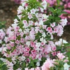 CZECHMARK TRILOGY® WEIGELA -Happy Planter Shop DETA5 3617