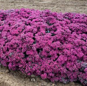 ROCK 'N ROUND™ SUPERSTAR SEDUM 2 ROCK 'N ROUND™ SUPERSTAR SEDUM - Image 2