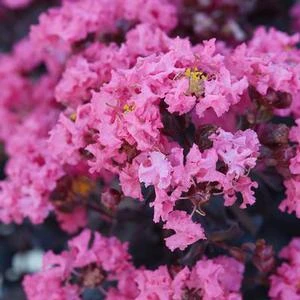 BLACK DIAMOND® SHELL PINK CRAPEMYRTLE 2 BLACK DIAMOND® SHELL PINK CRAPEMYRTLE - Image 2