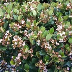 ELEANOR TABER™ INDIAN HAWTHORN -Happy Planter Shop DETA5 3720