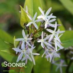 STORM CLOUD BLUE STAR -Happy Planter Shop DETA5 4095