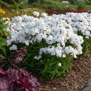 OPENING ACT WHITE GARDEN PHLOX 1 OPENING ACT WHITE GARDEN PHLOX