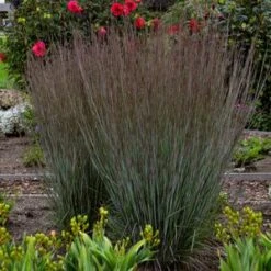 PRAIRIE WINDSĀ® BLUE PARADISE LITTLE BLUESTEM