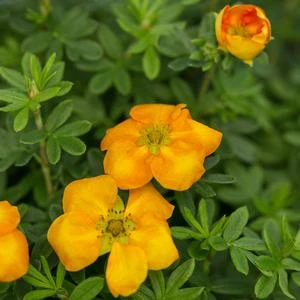 MANDARIN TANGO® POTENTILLA 1 MANDARIN TANGO® POTENTILLA