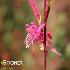 BELLEZA® DARK PINK WAND FLOWER -Happy Planter Shop DETA5 4300