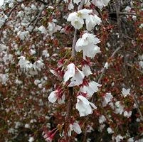 SNOW FOUNTAIN WEEPING FLOWERING CHERRY 3 SNOW FOUNTAIN WEEPING FLOWERING CHERRY - Image 3