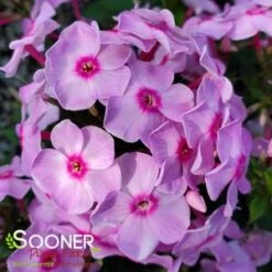 LUMINARY® OPALESCENCE GARDEN PHLOX -Happy Planter Shop DETA5 4409