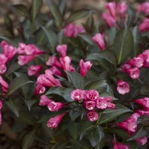 MIDNIGHT WINE SHINE® WEIGELA 4 MIDNIGHT WINE SHINE® WEIGELA - Image 4