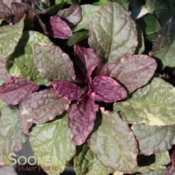 BURGUNDY GLOW AJUGA -Happy Planter Shop DETA5 447