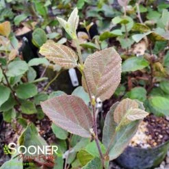 BLUE SHADOW WITCH ALDER -Happy Planter Shop DETA5 452