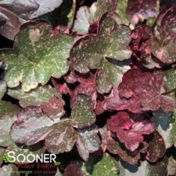 MIDNIGHT ROSE CORAL BELLS -Happy Planter Shop DETA5 456