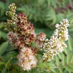 CHERRY ON TOP™ SORBARIA -Happy Planter Shop DETA5 5197