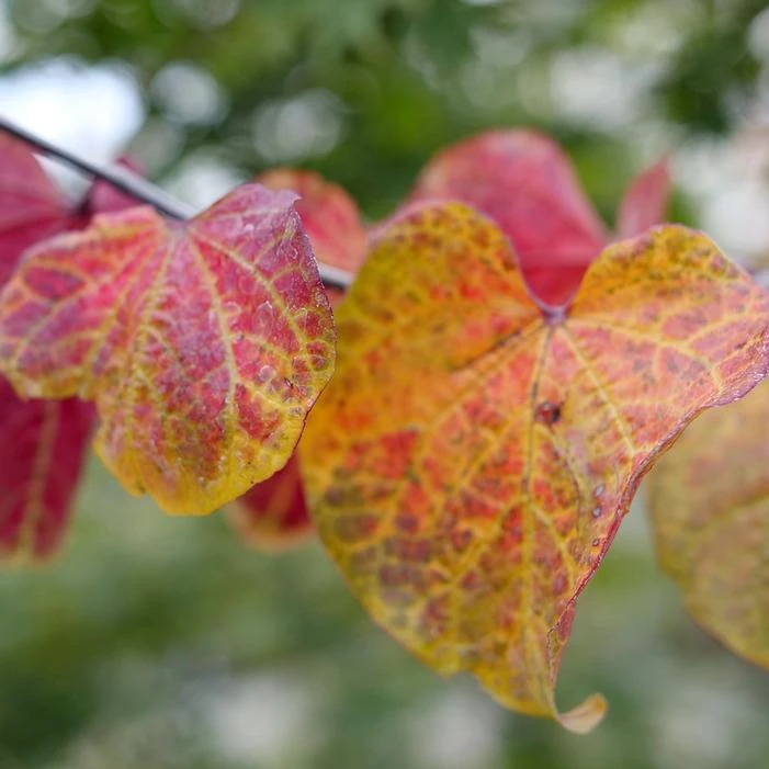 MIDNIGHT EXPRESS® REDBUD 4 MIDNIGHT EXPRESS® REDBUD - Image 4