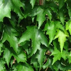 ARMSTRONG GOLD® MAPLE -Happy Planter Shop DETA5 5466