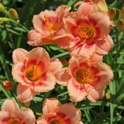 STRAWBERRY CANDY DAYLILY -Happy Planter Shop DETA5 568