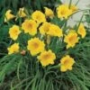 STELLA DE ORO DAYLILY