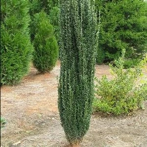 SKY PENCIL HOLLY 1 SKY PENCIL HOLLY