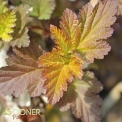 CENTER GLOW™ NINEBARK -Happy Planter Shop DETA5 696