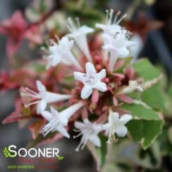 MARDI GRAS ABELIA 7 MARDI GRAS ABELIA -Happy Planter Shop DETA5 897